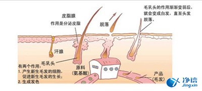  毛發(fā)毒品檢測(cè)儀檢測(cè)腿毛