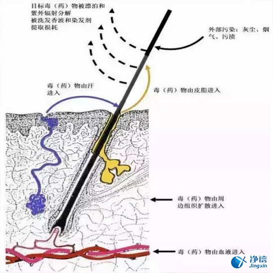  毛發(fā)毒品檢測(cè)儀檢測(cè)腿毛竟可以測(cè)出吸毒?做了全身脫毛也可以？